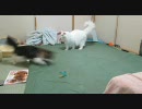 ノル3匹 #252「トンボのおもちゃに飛びつく猫」