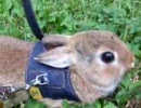 Markyのうさんぽ♪