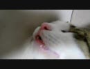 猫に餌付け Part29