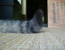ぬこぬこしっぽ