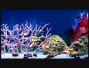 【XBOX360】Aquarium HD【インディーズゲーム】