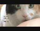ぺろぺろ♪　【股猫】　みーすけ ×けいちゃん 19歳　【第三弾】