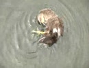 カモの水浴び撮ってみた