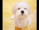 たまにはわんこ画像で癒されたり萌えたり