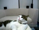 猫に餌付け Part31