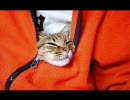 【男】Like a Greenを必死に歌ってみた【矢沢猫吉】
