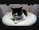 猫に餌付け Part32