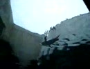 空飛ぶペンギン
