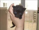 いえねこ！その１