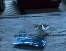 飴の袋に挑むオカメインコ