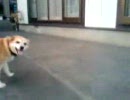 親戚のいぬ