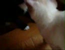 【2009年春】にゃんこ【生まれ】
