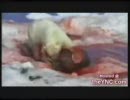白熊がアザラシを捕食