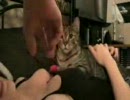 ぬこ「ご主人さまを守るにゃ！！」