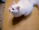 ぐるぐるぬこ