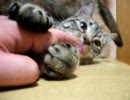 指をキャッチするぬこ