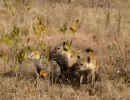 ヒョウのケンカにハイエナが介入