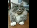 ねこすんがひたすらあなたを見つめる動画