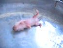 猫に仔ネズミをあげた