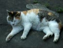 うたたねにゃんこ