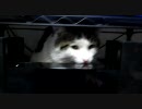 猫に餌付け Part35