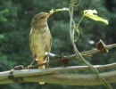 鶯のさえずり　アップで撮影　（ウグイスの鳴き声）