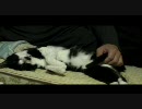 【うちのねこ】ネコと添い寝