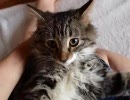 猫がゴロゴロのどを鳴らす音
