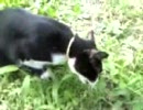 猫の公園vol.16(クロ)