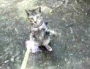 （子猫動画）きびちゃ VS ピンクパタパタ