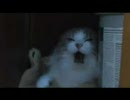 猫の本気