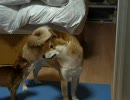 犬猫けんかごっこ２