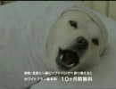 ソフトバンクCM【お父さん入院する編】