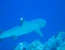 PALAU　BlueCornur1