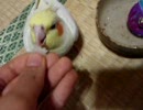 オカメインコのトマト　梨が大好物ということが判明　09/09/15