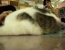 【台北・猫カフェ】猫花園【アジア最強猫キャバ】