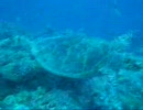 PALAU German Channel vol.2 2009