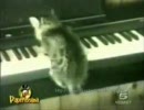 ぬっこぬこにされる動画