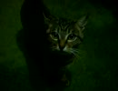 初投稿「うちの猫のりく」