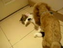 ♀ヌコが♂ワンコにイかされる動画