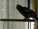 モモイロインコのおしゃべり