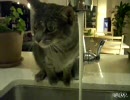 ねこが蛇口から水を飲むのに四苦八苦しているようです【エアー口パク】