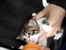 保護した子猫に哺乳してみた