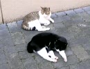 最近良く見かける猫３４（過去編１）