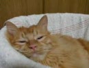もこ＆りんの日常　３２　おねむねむ