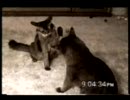 【ハプニング集】愛すべき猫ちゃん達【101kittens】