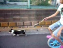 一輪車で犬のさんぽ