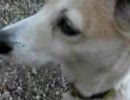 かわいい犬を観察してみた