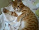 眠たいの！