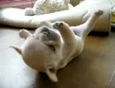 TAKのペット